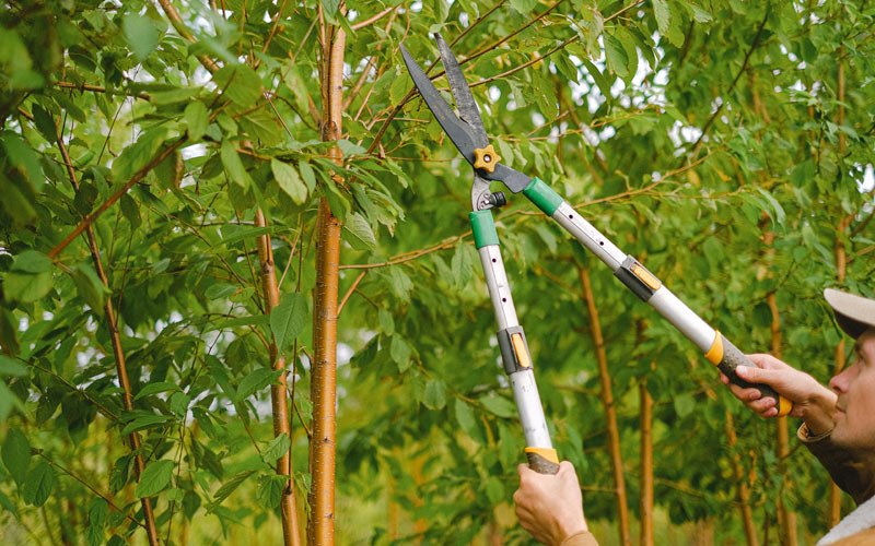 Tree trimming in Collinsville, VA