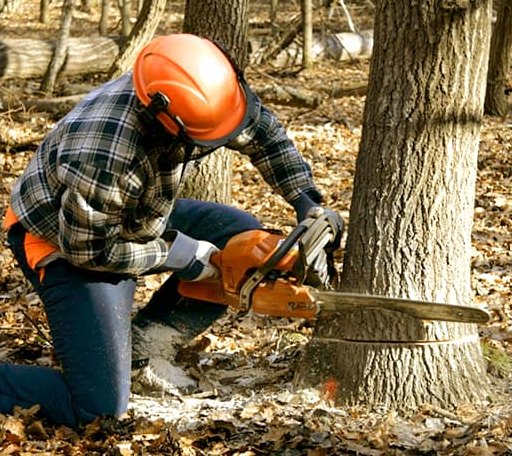 Tree Removal in Collinsville, VA